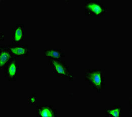 RANBP1 Antibody - Immunofluorescent analysis of Hela cells diluted at 1:100 and Alexa Fluor 488-congugated AffiniPure Goat Anti-Rabbit IgG(H+L)