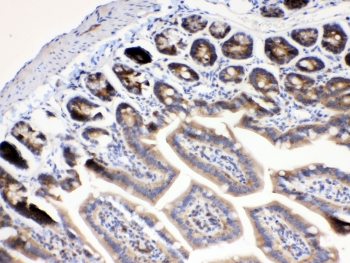 RANBP1 Antibody - IHC testing of FFPE mouse intestine tissue with RanBP1 antibody at 1ug/ml. Required HIER: steam section in pH6 citrate buffer for 20 min and allow to cool prior to testing.