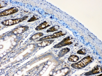 RANBP1 Antibody - IHC testing of FFPE rat intestine tissue with RanBP1 antibody at 1ug/ml. Required HIER: steam section in pH6 citrate buffer for 20 min and allow to cool prior to testing.