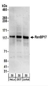 RANBP17 Antibody - Detection of Human RanBP17 by Western Blot. Samples: Whole cell lysate (50 ug) from HeLa, 293T, and Jurkat cells. Antibodies: Affinity purified rabbit anti-RanBP17 antibody used for WB at 0.1 ug/ml. Detection: Chemiluminescence with an exposure time of 3 minutes.