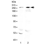 RANBP2 / TRP1 Antibody - Western blot testing of 1) rat brain and 2) mouse brain lysate with RanBP2 antibody at 0.5ug/ml. Predicted molecular weight ~358 kDa, observed here at ~270 kDa.