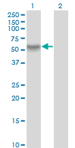RANBP3 Antibody - Western Blot analysis of RANBP3 expression in transfected 293T cell line by RANBP3 monoclonal antibody (M01), clone 2E10.Lane 1: RANBP3 transfected lysate(42.4 KDa).Lane 2: Non-transfected lysate.