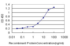 RANBP3 Antibody - Detection limit for recombinant GST tagged RANBP3 is approximately 0.03 ng/ml as a capture antibody.