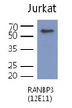 RANBP3 Antibody - The cell lysates of Jurkat (40ug) were resolved by SDS-PAGE, transferred to PVDF membrane and probed with anti-human RANBP3 antibody (1:500). Proteins were visualized using a goat anti-mouse secondary antibody conjugated to HRP and an ECL detection system.