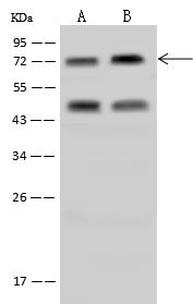 RANBP3 Antibody - Anti-RANBP3 rabbit polyclonal antibody at 1:500 dilution. Lane A: HeLa Whole Cell Lysate. Lane B: Jurkat Whole Cell Lysate. Lysates/proteins at 30 ug per lane. Secondary: Goat Anti-Rabbit IgG (H+L)/HRP at 1/10000 dilution. Developed using the ECL technique. Performed under reducing conditions. Predicted band size: 60 kDa.