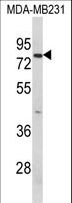 RANBPM Antibody - Western blot of RANBP9 Antibody in MDA-MB231 cell line lysates (35 ug/lane). RANBP9 (arrow) was detected using the purified antibody.