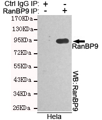 RANBPM Antibody - Immunoprecipitation analysis of HeLa cell lysates using RanBP9 mouse monoclonal antibody.