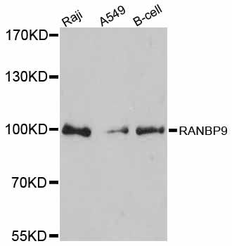 RANBPM Antibody - Western blot analysis of extracts of various cell lines, using RANBP9 antibody at 1:3000 dilution. The secondary antibody used was an HRP Goat Anti-Rabbit IgG (H+L) at 1:10000 dilution. Lysates were loaded 25ug per lane and 3% nonfat dry milk in TBST was used for blocking. An ECL Kit was used for detection and the exposure time was 90s.