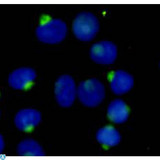 RANBPM Antibody - Immunocytochemistry stain of Hela using RanBP9 mouse mAb (1:300).