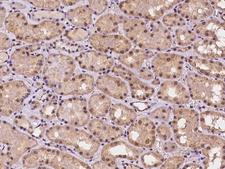 RANBPM Antibody - Immunochemical staining of human RANBP9 in human kidney with rabbit polyclonal antibody at 1:100 dilution, formalin-fixed paraffin embedded sections.