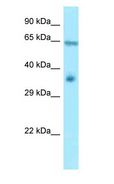 RANGAP1 Antibody - RANGAP1 antibody Western Blot of Mouse Heart.  This image was taken for the unconjugated form of this product. Other forms have not been tested.