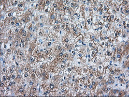 RANGAP1 Antibody - IHC of paraffin-embedded Human liver tissue using anti-RANGAP1 mouse monoclonal antibody. (Dilution 1:50).