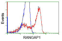 RANGAP1 Antibody - HEK293T cells transfected with either overexpress plasmid (Red) or empty vector control plasmid (Blue) were immunostained by anti-RANGAP1 antibody, and then analyzed by flow cytometry.
