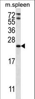 RAP1A Antibody - RAP1A Antibody western blot of mouse spleen tissue lysates (35 ug/lane). The RAP1A antibody detected the RAP1A protein (arrow).