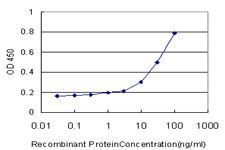 RAP1A Antibody - Detection limit for recombinant GST tagged RAP1A is approximately 1 ng/ml as a capture antibody.