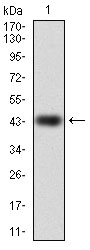 RAP1A Antibody - Western blot using RAP1A monoclonal antibody against human RAP1A (AA: 28-180) recombinant protein. (Expected MW is 43.2 kDa)