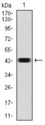 RAP1A Antibody - Western blot using RAP1A monoclonal antibody against human RAP1A (AA: 28-180) recombinant protein. (Expected MW is 21 kDa)