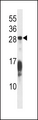 RAP1B Antibody - RAP1B Antibody western blot of HeLa cell line lysates (35 ug/lane). The RAP1B antibody detected the RAP1B protein (arrow).