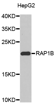 RAP1B Antibody - Western blot analysis of extracts of HepG2 cells.