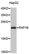 RAP1B Antibody - Western blot analysis of extracts of HepG2 cells.