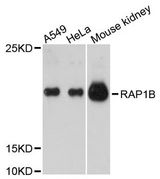 RAP1B Antibody - Western blot analysis of extracts of various cell lines, using RAP1B antibody at 1:3000 dilution. The secondary antibody used was an HRP Goat Anti-Rabbit IgG (H+L) at 1:10000 dilution. Lysates were loaded 25ug per lane and 3% nonfat dry milk in TBST was used for blocking. An ECL Kit was used for detection and the exposure time was 30s.