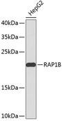 RAP1B Antibody - Western blot analysis of extracts of HepG2 cells using RAP1B Polyclonal Antibody.