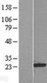 RAP1B Protein - Western validation with an anti-DDK antibody * L: Control HEK293 lysate R: Over-expression lysate