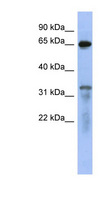 RAP1GAP Antibody - RAP1GAP antibody Western blot of 293T cell lysate. This image was taken for the unconjugated form of this product. Other forms have not been tested.