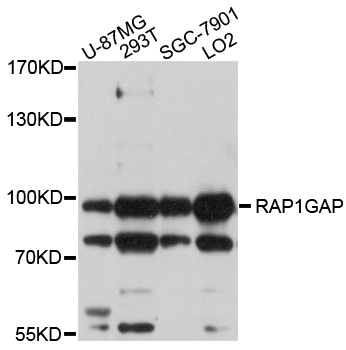 RAP1GAP Antibody - Western blot analysis of extracts of various cell lines, using RAP1GAP antibody at 1:1000 dilution. The secondary antibody used was an HRP Goat Anti-Rabbit IgG (H+L) at 1:10000 dilution. Lysates were loaded 25ug per lane and 3% nonfat dry milk in TBST was used for blocking. An ECL Kit was used for detection and the exposure time was 5s.