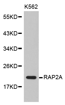 RAP2 Antibody - Western blot analysis of extracts of K562 cells.