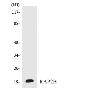 RAP2B Antibody - Western blot analysis of the lysates from COLO205 cells using RAP2B antibody.