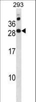 RAP2C Antibody - RAP2C Antibody western blot of 293 cell line lysates (35 ug/lane). The RAP2C antibody detected the RAP2C protein (arrow).