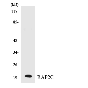 RAP2C Antibody - Western blot analysis of the lysates from K562 cells using RAP2C antibody.