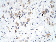 RAP30 / GTF2F2 Antibody - GTF2F2 antibody ARP31437_T100-NP_004119-GTF2F2 (general transcription factor IIF, polypeptide 2, 30kDa) Antibody was used in IHC to stain formalin-fixed, paraffin-embedded human brain.  This image was taken for the unconjugated form of this product. Other forms have not been tested.