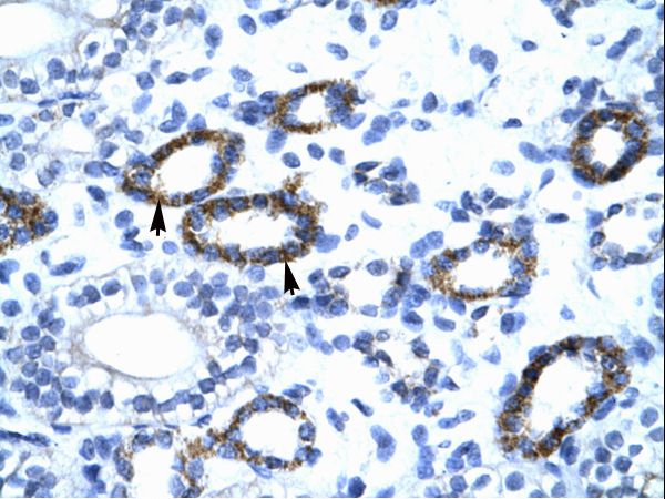 RAP30 / GTF2F2 Antibody - GTF2F2 antibody ARP31436_P050-NP_004119-GTF2F2 (general transcription factor IIF, polypeptide 2, 30kDa) Antibody was used in IHC to stain formalin-fixed, paraffin-embedded human kidney.  This image was taken for the unconjugated form of this product. Other forms have not been tested.