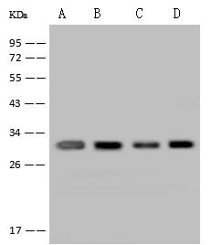 RAP30 / GTF2F2 Antibody - Anti-GTF2F2 rabbit polyclonal antibody at 1:500 dilution. Lane A: HeLa Whole Cell Lysate. Lane B: 293T Whole Cell Lysate. Lane C: A431 Whole Cell Lysate. Lane D: HepG2 Whole Cell Lysate. Lysates/proteins at 30 ug per lane. Secondary: Goat Anti-Rabbit IgG (H+L)/HRP at 1/10000 dilution. Developed using the ECL technique. Performed under reducing conditions. Predicted band size: 28 kDa. Observed band size: 30 kDa.