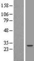 RAP30 / GTF2F2 Protein - Western validation with an anti-DDK antibody * L: Control HEK293 lysate R: Over-expression lysate