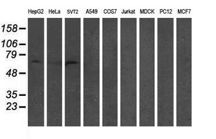 RAP74 / GTF2F1 Antibody - Western blot of extracts (35ug) from 9 different cell lines by using anti-GTF2F1 monoclonal antibody (HepG2: human; HeLa: human; SVT2: mouse; A549: human; COS7: monkey; Jurkat: human; MDCK: canine; PC12: rat; MCF7: human).