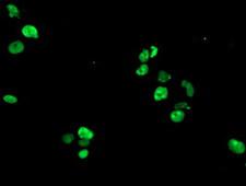 RAP74 / GTF2F1 Antibody - Anti-GTF2F1 mouse monoclonal antibody immunofluorescent staining of COS7 cells transiently transfected by pCMV6-ENTRY GTF2F1.