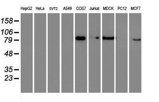 RAP74 / GTF2F1 Antibody - Western blot of extracts (35 ug) from 9 different cell lines by using anti-GTF2F1 monoclonal antibody.