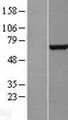 RAP74 / GTF2F1 Protein - Western validation with an anti-DDK antibody * L: Control HEK293 lysate R: Over-expression lysate