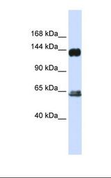 RAPGEF1 Antibody - Human fetal brain lysate. Antibody concentration: 1.0 ug/ml. Gel concentration: 6-18%.  This image was taken for the unconjugated form of this product. Other forms have not been tested.