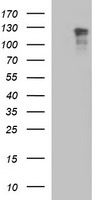 RAPGEF1 Antibody - HEK293T cells were transfected with the pCMV6-ENTRY control (Left lane) or pCMV6-ENTRY RAPGEF1 (Right lane) cDNA for 48 hrs and lysed. Equivalent amounts of cell lysates (5 ug per lane) were separated by SDS-PAGE and immunoblotted with anti-RAPGEF1.