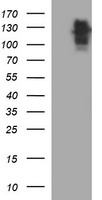 RAPGEF1 Antibody - HEK293T cells were transfected with the pCMV6-ENTRY control (Left lane) or pCMV6-ENTRY RAPGEF1 (Right lane) cDNA for 48 hrs and lysed. Equivalent amounts of cell lysates (5 ug per lane) were separated by SDS-PAGE and immunoblotted with anti-RAPGEF1.