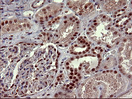RAPGEF1 Antibody - IHC of paraffin-embedded Human Kidney tissue using anti-RAPGEF1 mouse monoclonal antibody. (Heat-induced epitope retrieval by 10mM citric buffer, pH6.0, 120°C for 3min).