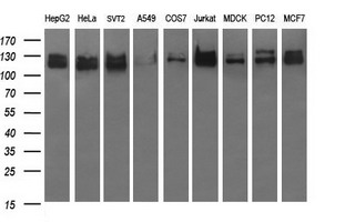 RAPGEF1 Antibody - Western blot of extracts (35ug) from 9 different cell lines by using anti-RAPGEF1 monoclonal antibody (HepG2: human; HeLa: human; SVT2: mouse; A549: human; COS7: monkey; Jurkat: human; MDCK: canine; PC12: rat; MCF7: human).