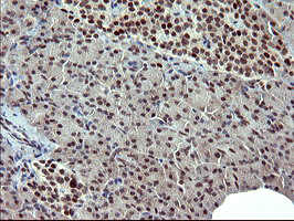 RAPGEF1 Antibody - IHC of paraffin-embedded Human pancreas tissue using anti-RAPGEF1 mouse monoclonal antibody. (Heat-induced epitope retrieval by 10mM citric buffer, pH6.0, 120°C for 3min).