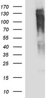 RAPGEF1 Antibody - HEK293T cells were transfected with the pCMV6-ENTRY control (Left lane) or pCMV6-ENTRY RAPGEF1 (Right lane) cDNA for 48 hrs and lysed. Equivalent amounts of cell lysates (5 ug per lane) were separated by SDS-PAGE and immunoblotted with anti-RAPGEF1.