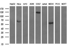 RAPGEF1 Antibody - Western blot of extracts (35ug) from 9 different cell lines by using anti-RAPGEF1 monoclonal antibody (HepG2: human; HeLa: human; SVT2: mouse; A549: human; COS7: monkey; Jurkat: human; MDCK: canine; PC12: rat; MCF7: human).