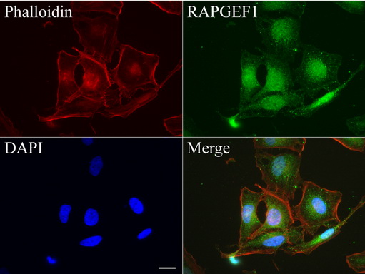 RAPGEF1 Antibody - Immunofluorescent staining of HeLa cells using anti-RAPGEF1 mouse monoclonal antibody  green, 1:50). Actin filaments were labeled with Alexa Fluor® 594 Phalloidin. (red), and nuclear with DAPI. (blue). Scale bar, 20µm.